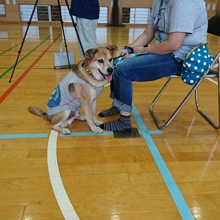 去勢済み、ワクチン済み優しい家族大募集中