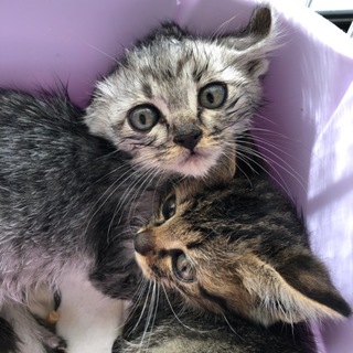 キジトラ、サバトラ子猫☆里親決定☆