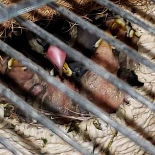 文鳥の雛  里親募集！