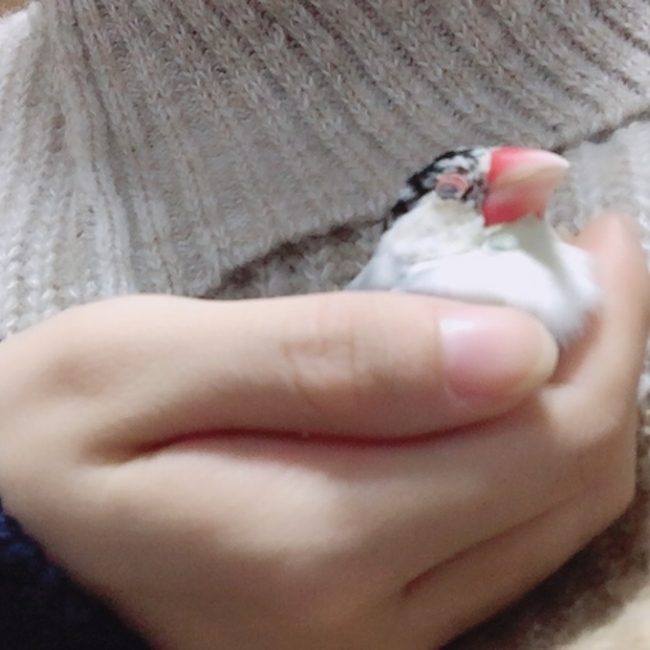 ちまきまきのカバー写真