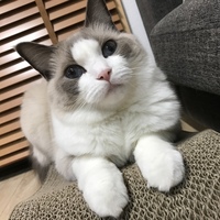 しらす