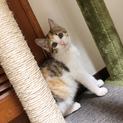 一旦停止！ こぼれそうな瞳！超美猫！三毛の子猫！