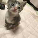 生後一ヶ月のメスの子猫