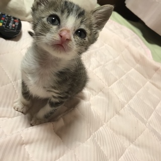 生後一ヶ月のメスの子猫