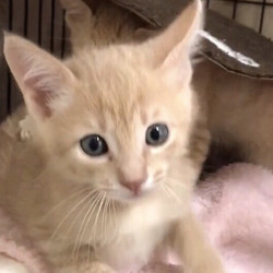 ＊子猫〜大人猫のネコ譲渡会＊