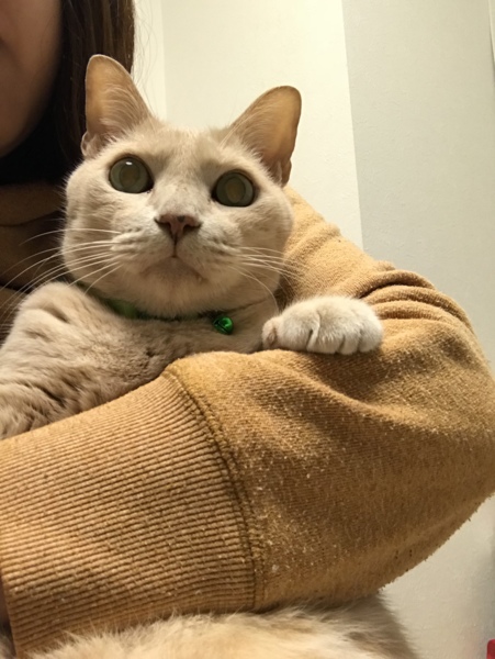 にゃんちゅ