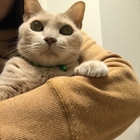 にゃんちゅ