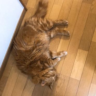 特技はどこでも寝れるコトです