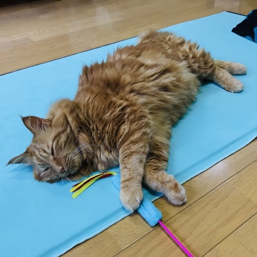 遊んでて寝落ち