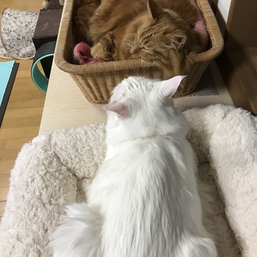 もふってもらう気満々