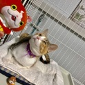 美猫里親様募集中