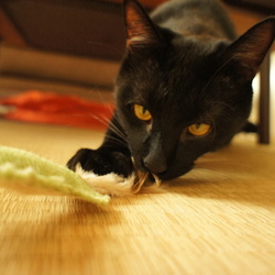 デジカメ一眼に目覚めたかも……(笑)