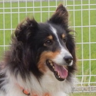 ビビリだけどのんびりした面のある女の子推定7～8歳