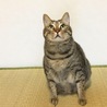 タルチョロ