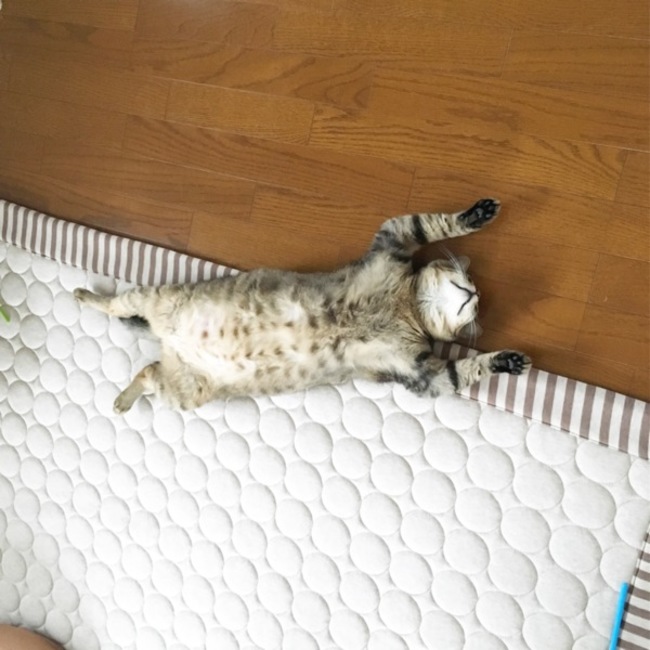 タルチョロのカバー写真