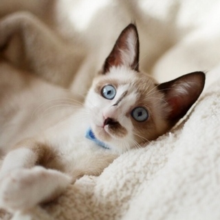 シャムミックス美猫【凛波】