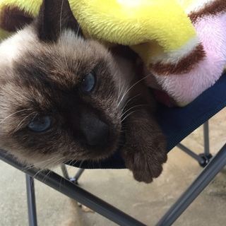 瞳が綺麗なシャム猫