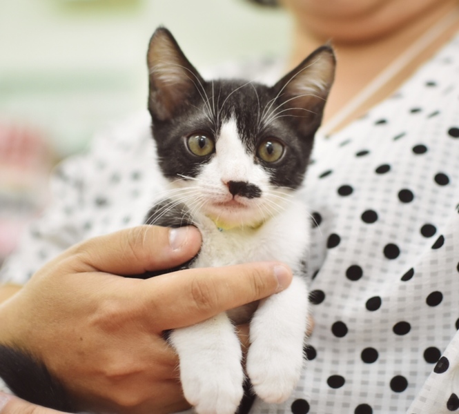 ちょびひげ美人 ぽこ 福岡県 猫の里親募集 ペットのおうち 月間利用者150万人