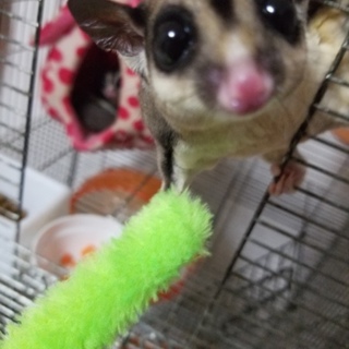 モモンガ ヤング里親募集