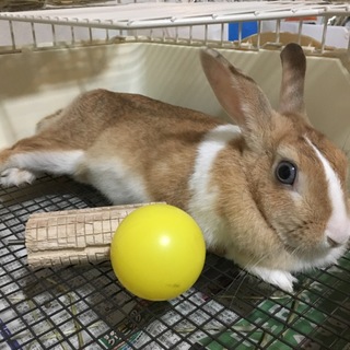 メスうさぎ 直子ちゃんの里親募集