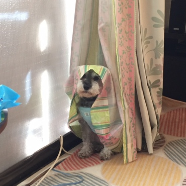なぜか？カーテンをまとって動かない。(*^o^*)