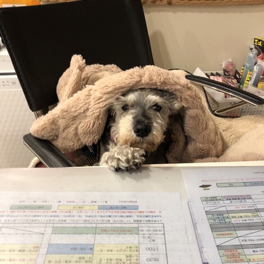 やんちゃからビビりになって来た。