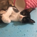 子猫の里親募集中！人慣れしてます！