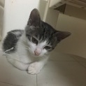 子猫の里親募集中！人懐っこいです！