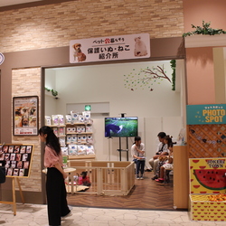 お台場ヴィーナスフォート　譲渡会