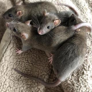 H30年11月25日更新＝ファンシーラット＠福岡