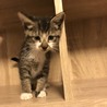 子猫の里親募集 サムネイル2