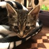 子猫の里親募集 サムネイル4