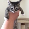 子猫の里親募集 サムネイル5