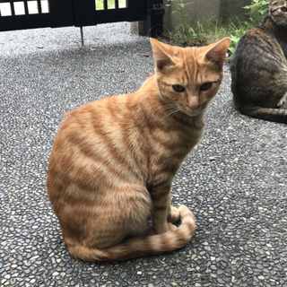 トラ猫兄妹の新しい家族になってください