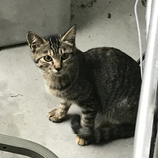 トラ猫兄妹の新しい家族になってください