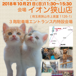 イオン狭山犬猫譲渡会