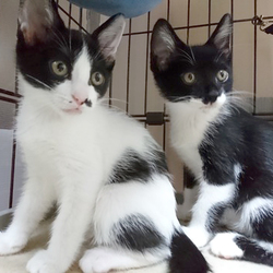 予約制 ネコのふれあい譲渡会