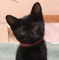 正統派黒猫！マイペースな甘えんぼ3ヶ月齢