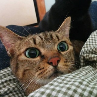 お見合い問い合わせあり、募集一時停止