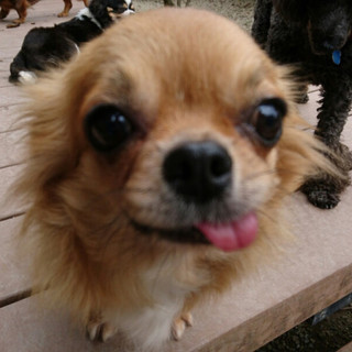 お茶目なココちゃん