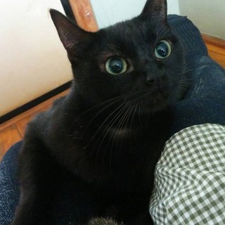 お見合い問い合わせあり、募集一時停止