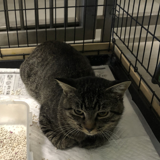 譲渡されました★有難うございました！