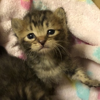 本日の譲渡会で決まりました。