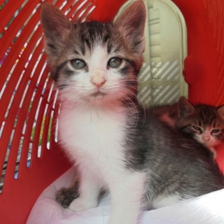 もふもふ、ふわふわ4匹の子猫ちゃん♥