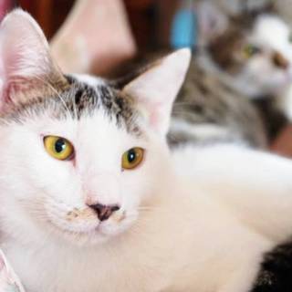 【どかん】おかげ様で里親さまが決まりました！