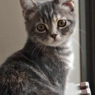 生後6ヶ月の兄妹です。