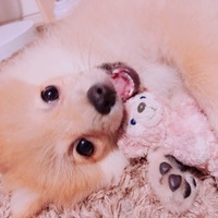 ぽんちゃん