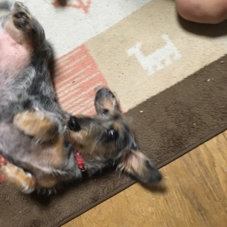 ミニチュアダックス犬