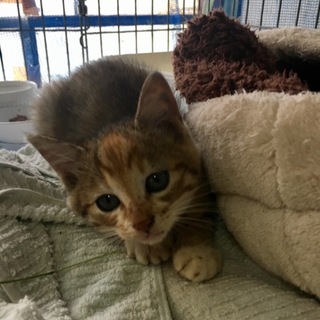 ソックス模様が可愛い子猫ちゃん❤️