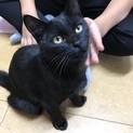 可愛い黒猫の子猫です  可愛いがってください